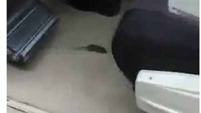 فأر يتجول بين ركاب قطار الصعيد المكيف بالسكة الحديد | فيديو