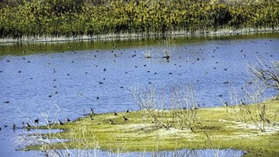 مصر تشارك العالم الاحتفال باليوم العالمي للأراضي الرطبة │ صور