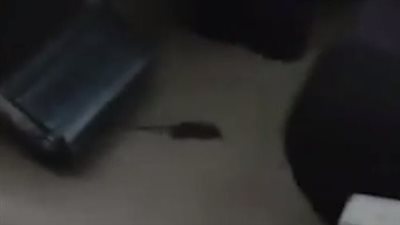 فأر يتجول بين ركاب قطار الصعيد الدرجة الثانية VIP بالسكة الحديد | فيديو جراف