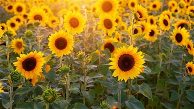 هل تخفض زراعة المحاصيل الزيتية أسعار الزيوت في مصر؟.. أستاذ اقتصاد زراعي يجيب