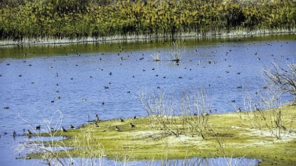 اليوم العالمي للأراضى