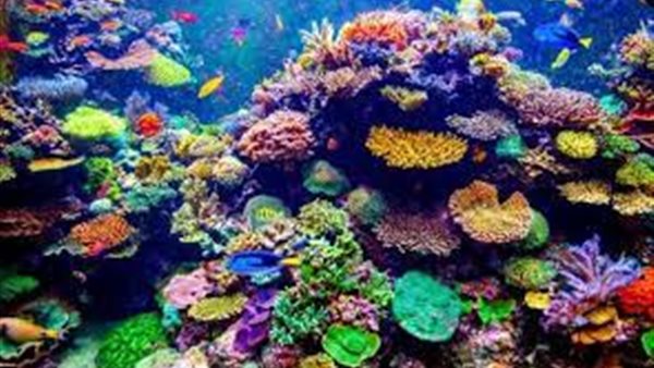 الشعاب المرجانية