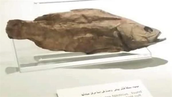 سمكة قشر بياض