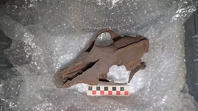 العثور على بقايا حيوانات متخضمة تعود للعصر الجليدي في بريطانيا | صور