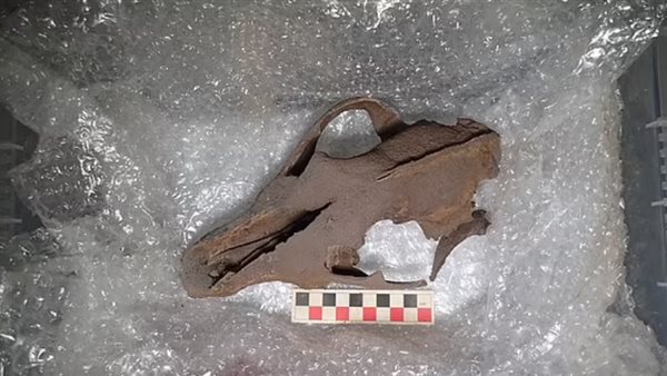 بقايا الحيوانات 