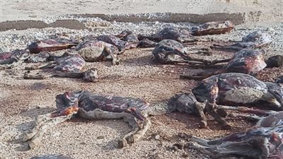 بغرض بيع جلودها..العثور على حمير مذبوحة ملقاة بمياه مصرف في البحيرة
