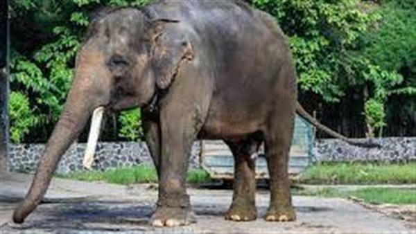 فيل من سلالة نادرة