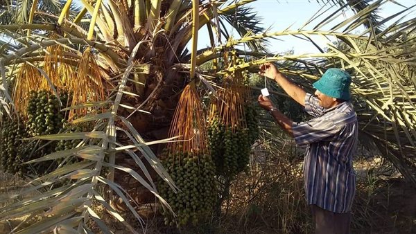 محصول البلح