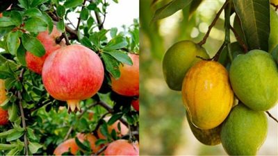 الإحصاء: مصر صدرت رمان ومانجو بـ 1.5 مليار جنيه خلال الـ 10 أشهر الأولى من 2021