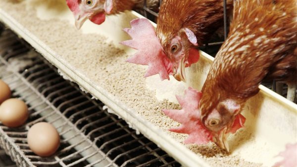 سعر الفراخ اليوم