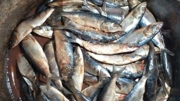 سردين - ارشيفية 