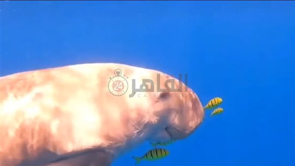 عروس البحر قبالة