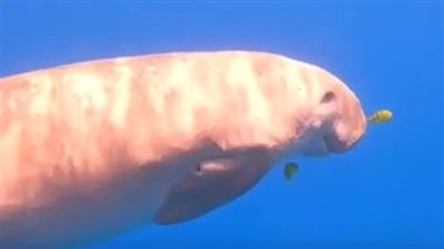 بيوم واحد.. ظهور نادر لعروس البحر والدولفين القاتل الكاذب بمياه الغردقة | بث مباشر