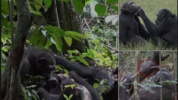  الشمبانزي الأم وابنها