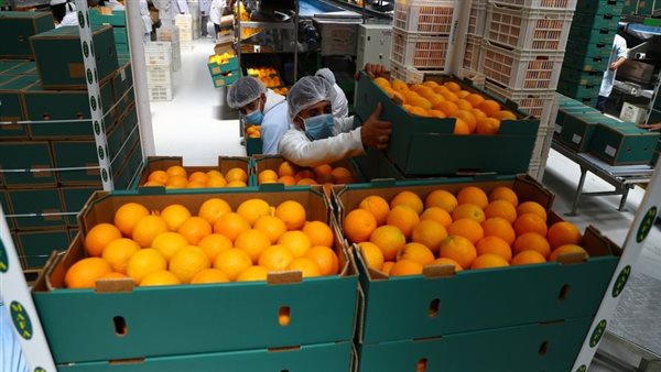 تصدير الموالح المصرية