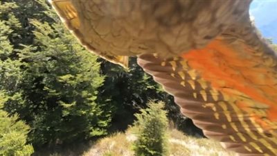 مثل المصور المحترف.. ببغاء يسرق كاميرا عائلة نيوزيلندية ويلتقط مشاهد جوية لإحدى الحدائق | فيديو