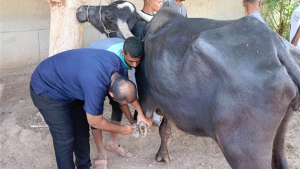 تحصين حيوانات