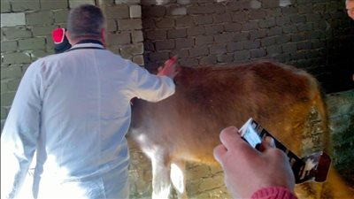 تحصين 150 ألف رأس ماشية ضد الجلد العقدي وجدري الأغنام بكفر الشيخ