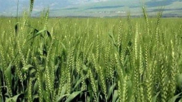 القمح 