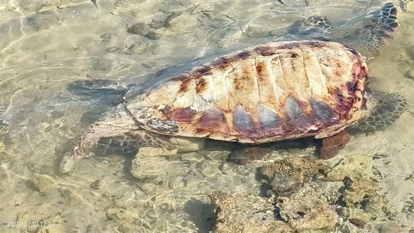 سلحفاة نافقة بالغردقة