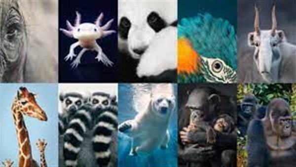 مكافحة الحيوانات