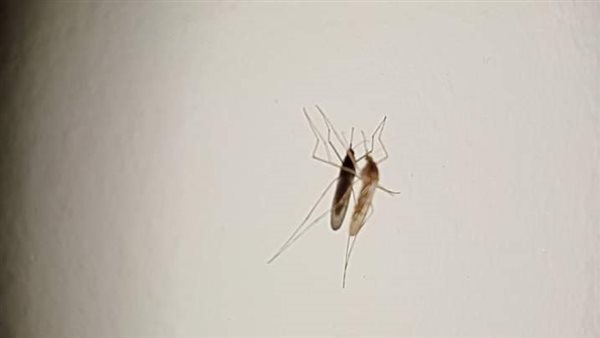 فوتوسيشن الناموسة