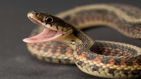 ثعبان - أرشيفية