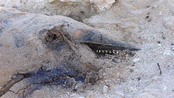 دولفين نافق بالغردقة