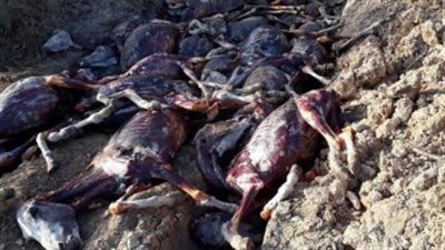 العثور على 10 حمير مسلوخة من جلودها ومذبوحة في الغربية | بث مباشر