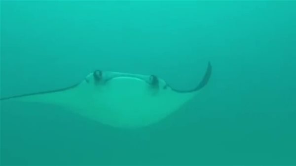 ظهور لسمكة مانتا