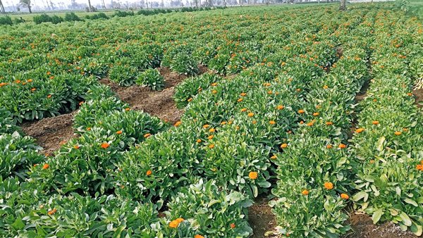 حقول نبات الكراندونا