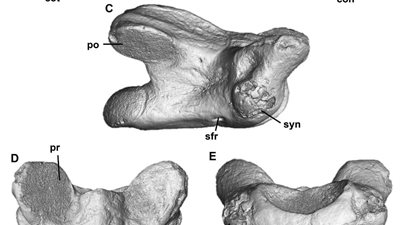 جامعة المنصورة تشارك في اكتشاف أقدم أسلاف الثعابين الحديثة وأضخم السحالي عديمة الأرجل بالفيوم