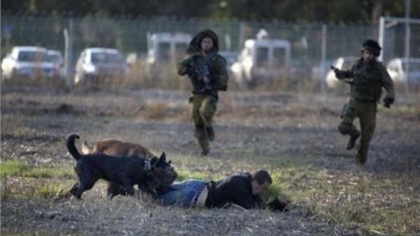 كلاب تنهش فلسطيني