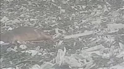 تشكيل لجنه لمعاينة وانتشال الحيوانات النافقة من ترعة القاصد بالغربية │ صور