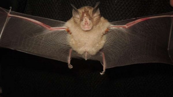 خفاش حدوة الحصان