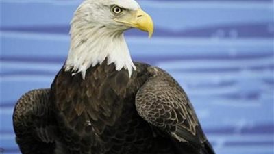 دراسة: نصف النسور الصلعاء تعاني من تسمم الرصاص في ولاية أمريكية