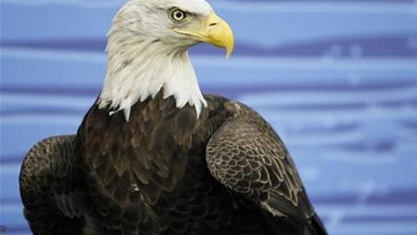 النسور الصلعاء