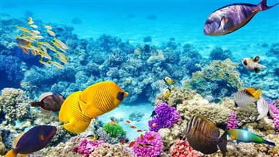 تضم شعاب مرجانية وحُطام سفينة تاريخية.. الآثار تروج لمحمية نبق| فيديو 