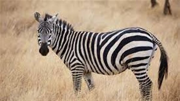 الحمار الوحشي 