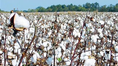 معهد بحوث القطن: زراعة أصناف جديدة طويلة التيلة توفر 35% من المياه