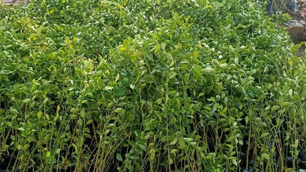 اشجار الليمون 