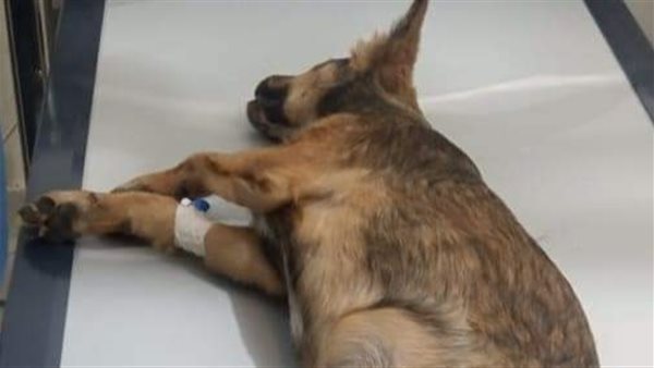 روي الكلب المصاب