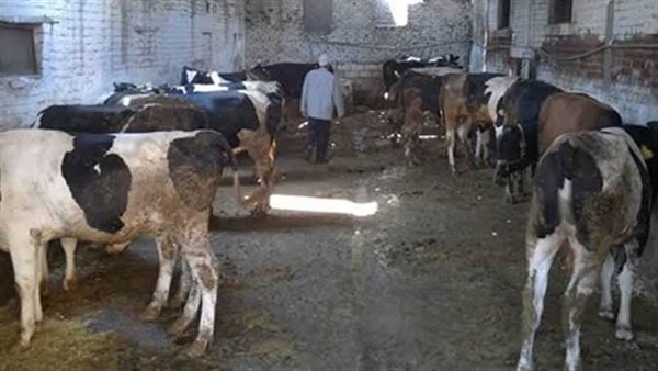 أغنام ومواشي - أرشيفية