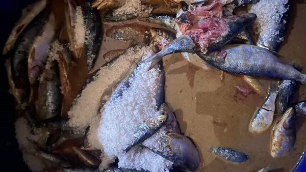 ضبط أسماك مملحة غير