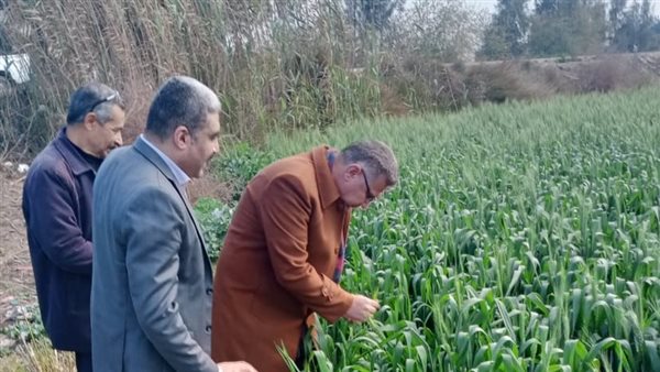 المحاصيل الشتوية