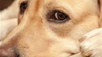 الكلاب تظهر علامات حزن حادة على وجوهها بعد موت كلب آخر|دراسة