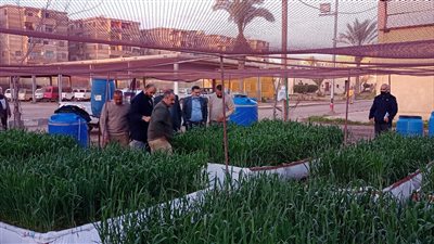 معهد بحوث المحاصيل الحقلية: استنباط سلالات جديدة من الأرز أقل شراهة للمياه