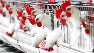 64 جنيها للبيضاء.. ارتفاع أسعار الدواجن اليوم الأحد