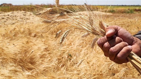 ارتفاع أسعار القمح