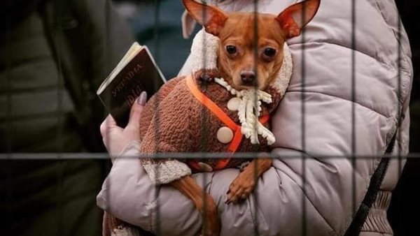 قانون لحماية الحيونات